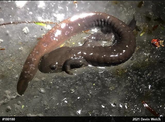 Jefferson Salamander