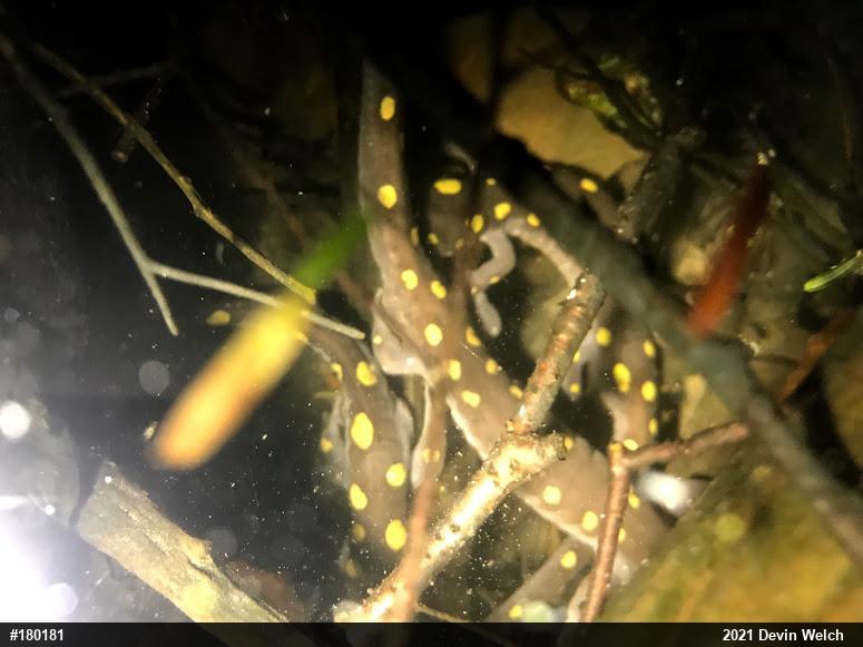 Spotted Salamander