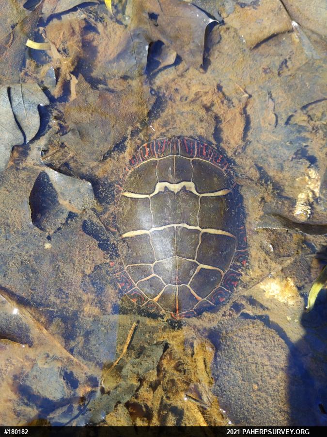 Eastern Painted Turtle
