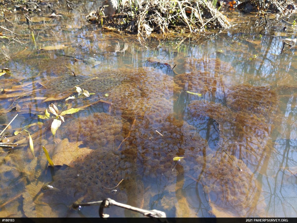 Wood Frog