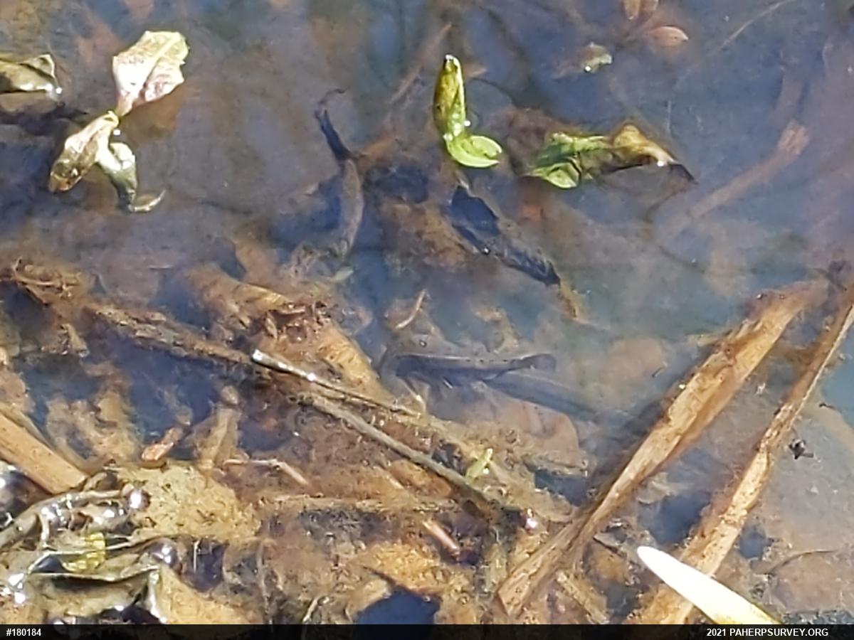 Red-spotted Newt