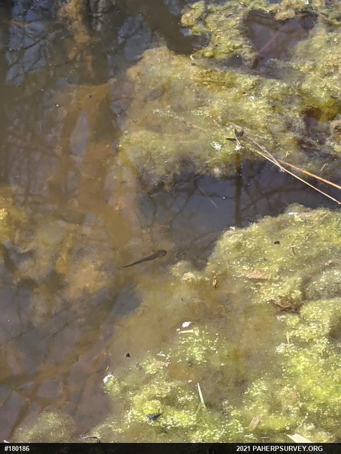 Mole Salamanders