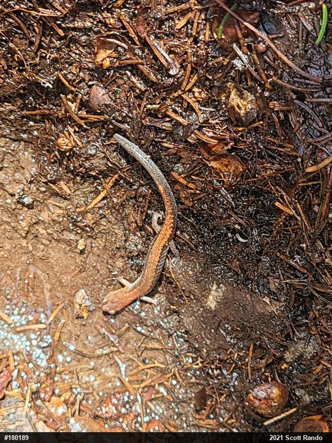 Eastern Red-backed  Salamander