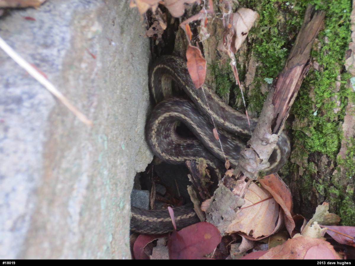 Eastern Gartersnake