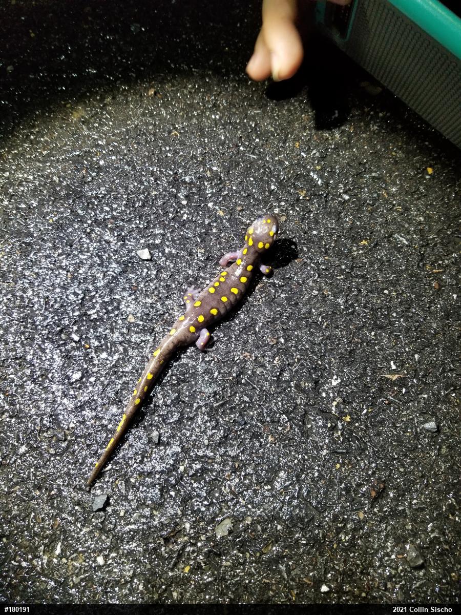 Spotted Salamander