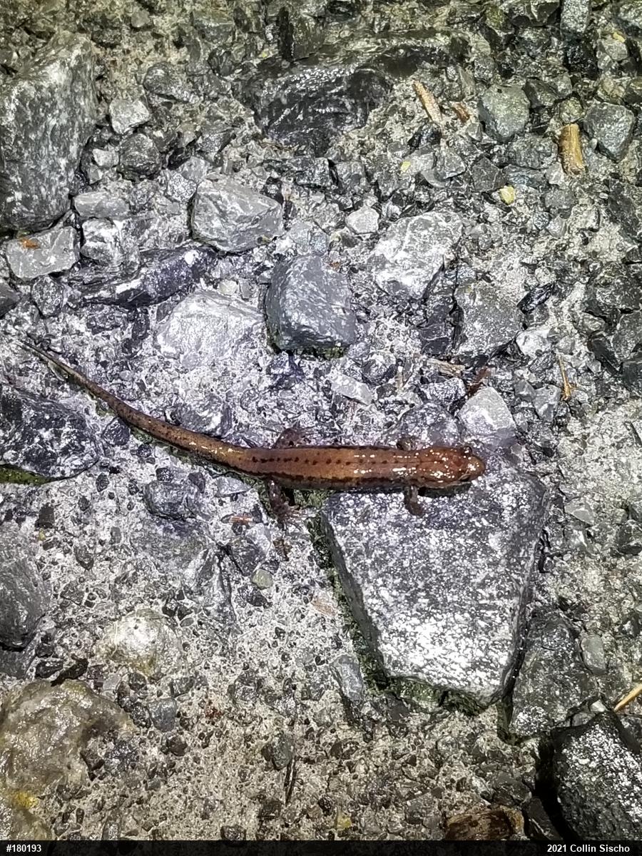 Allegheny Mountain Dusky Salamander