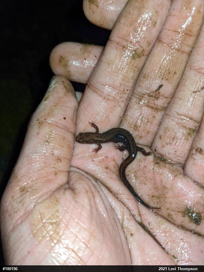 Allegheny Mountain Dusky Salamander