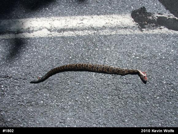 Timber Rattlesnake