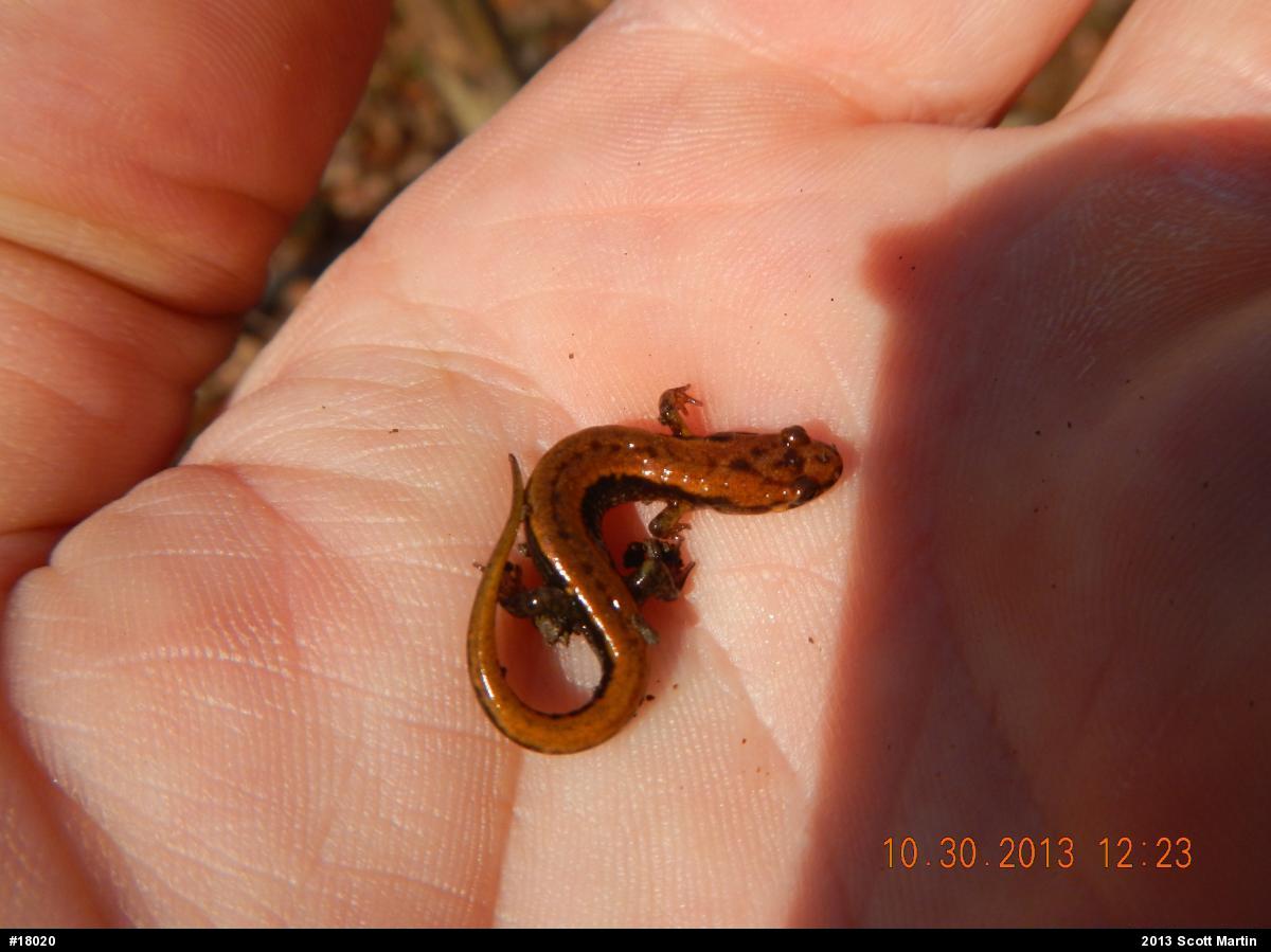 Allegheny Mountain Dusky Salamander
