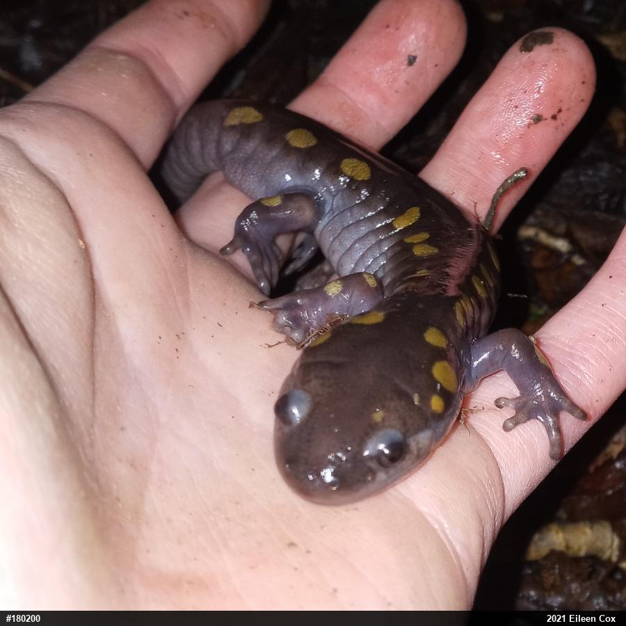 Spotted Salamander