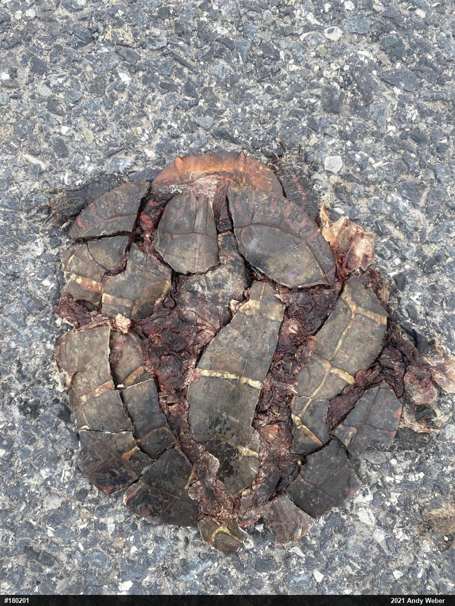 Painted Turtle