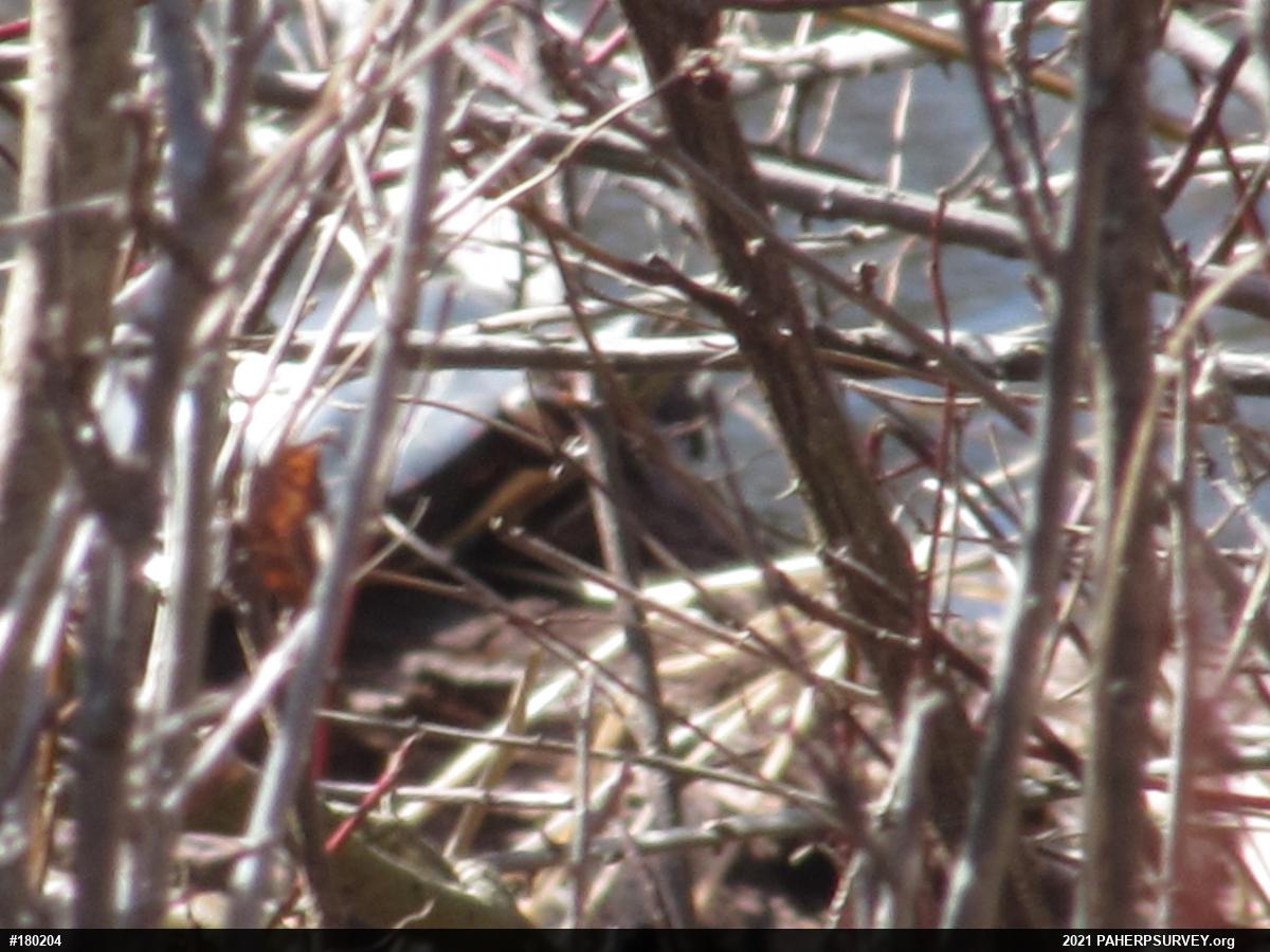 Painted Turtle