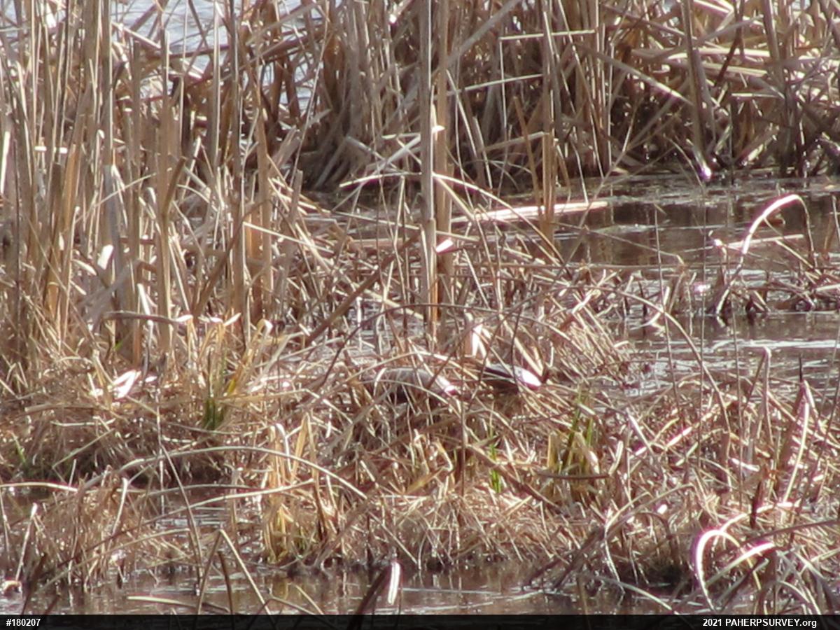 Painted Turtle