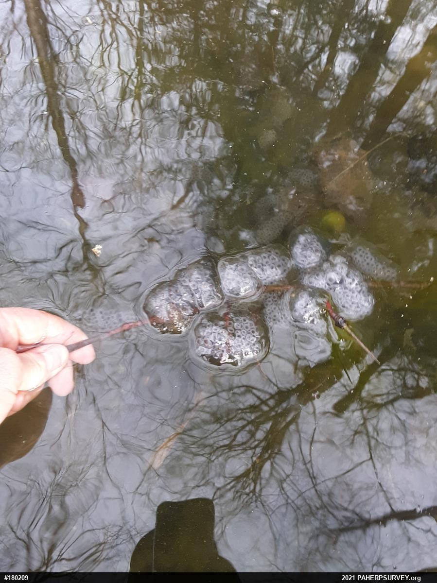 Spotted Salamander