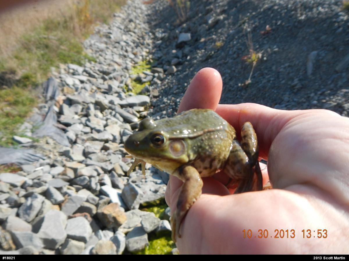 Green Frog