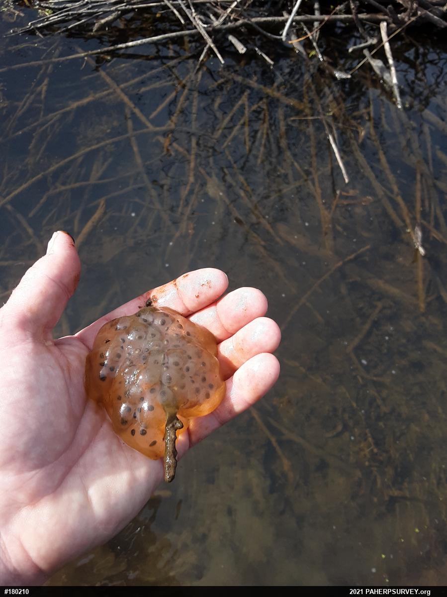Spotted Salamander
