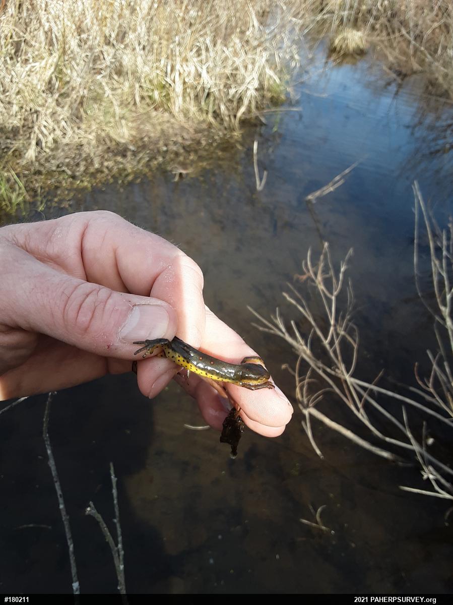 Red-spotted Newt