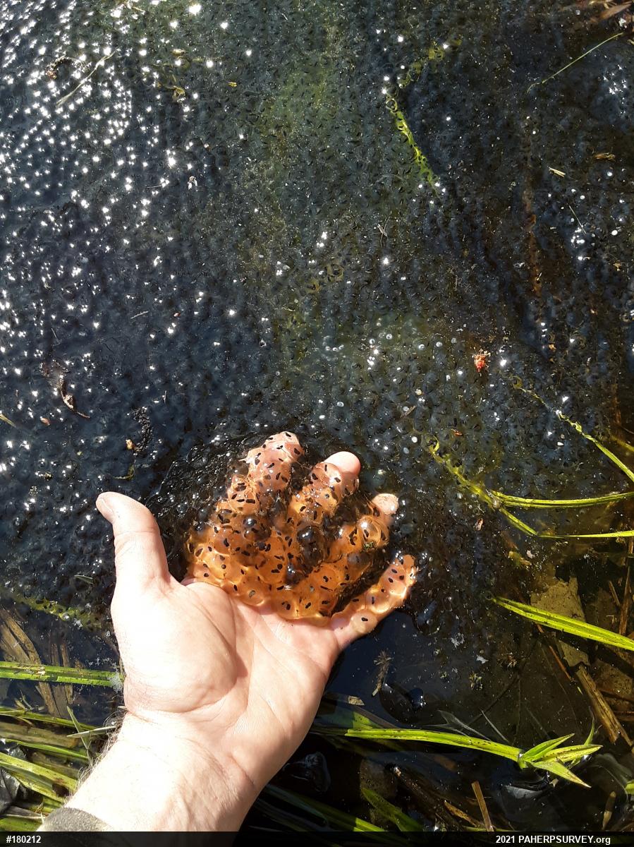 Wood Frog