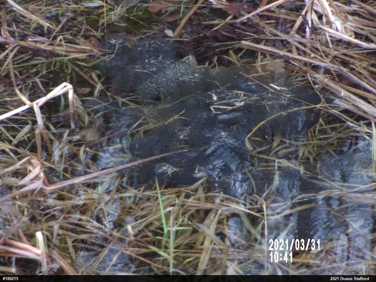 Wood Frog