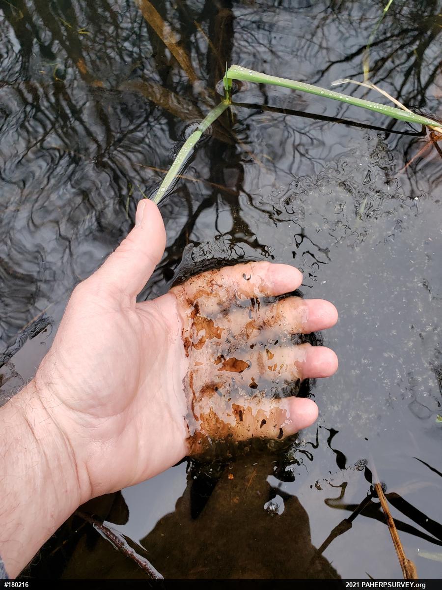 Wood Frog