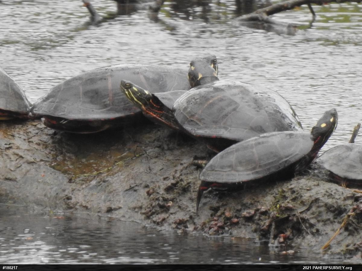 Eastern Painted Turtle