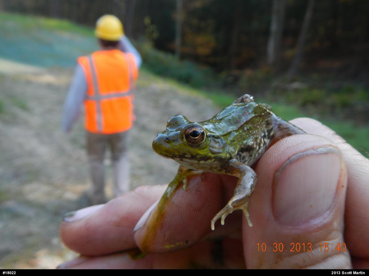 Green Frog