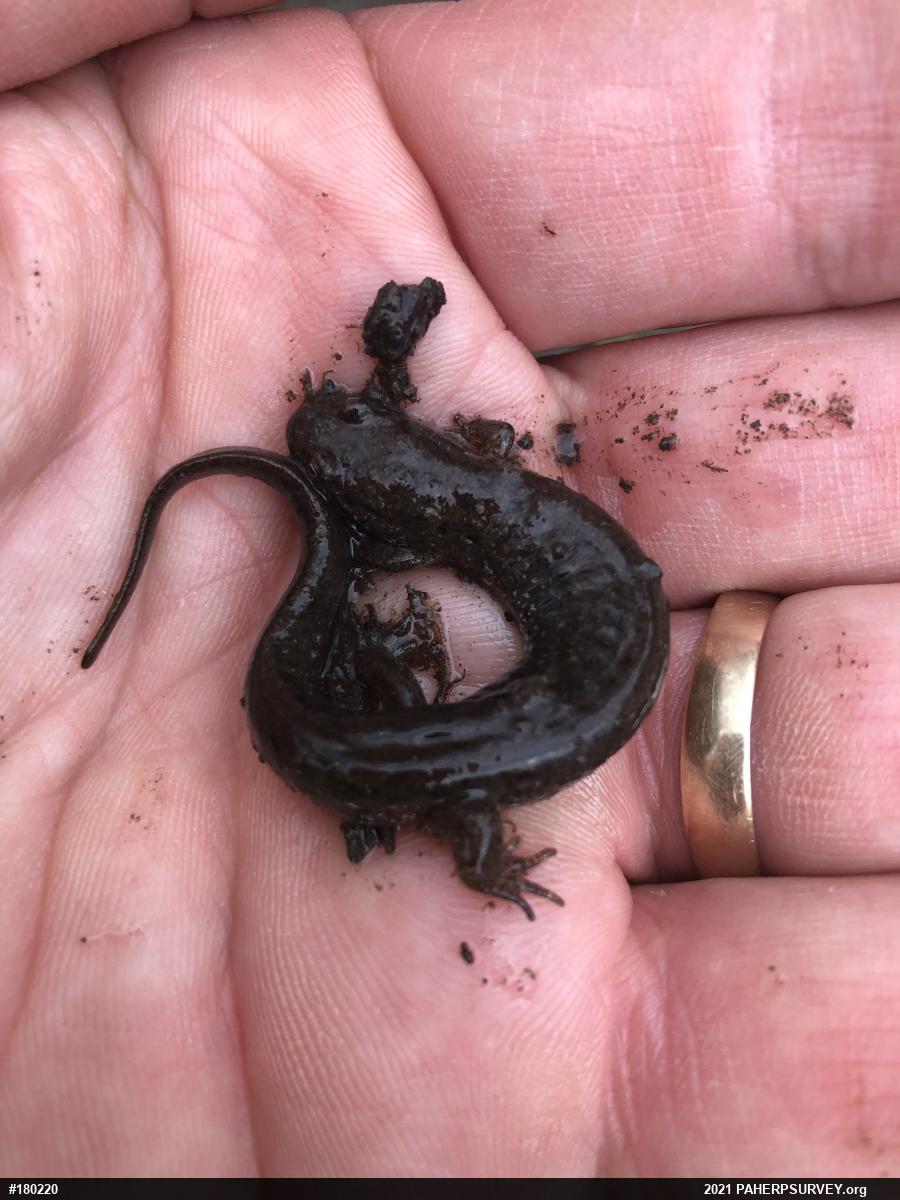 Northern Dusky Salamander