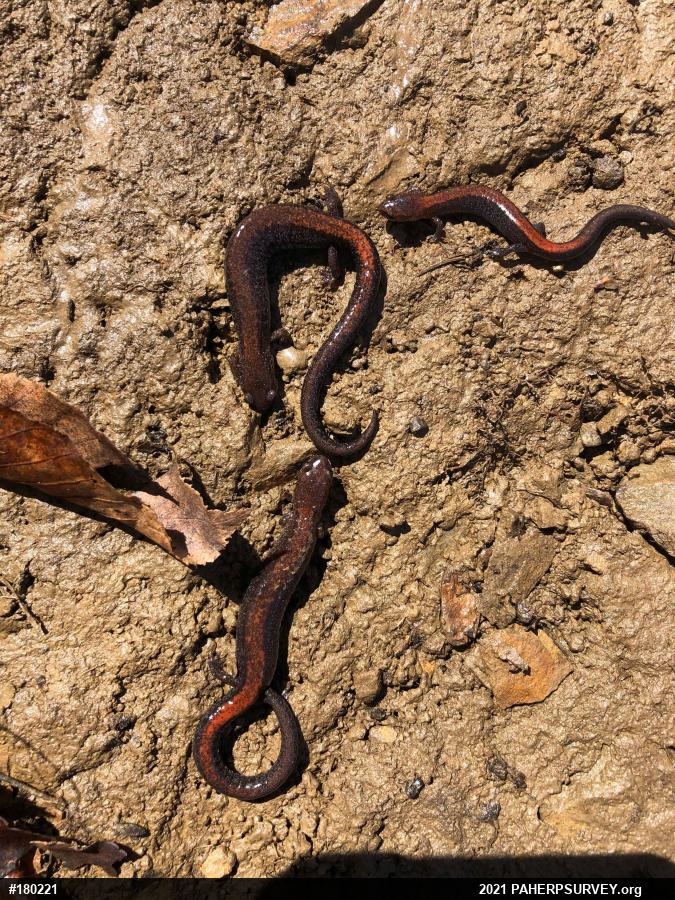 Eastern Red-backed  Salamander