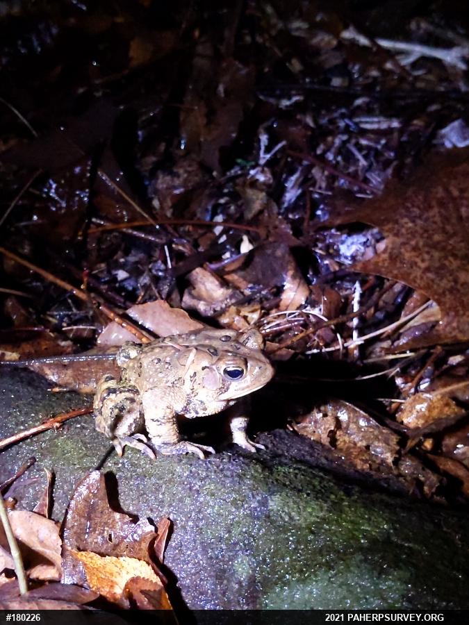 Eastern American Toad