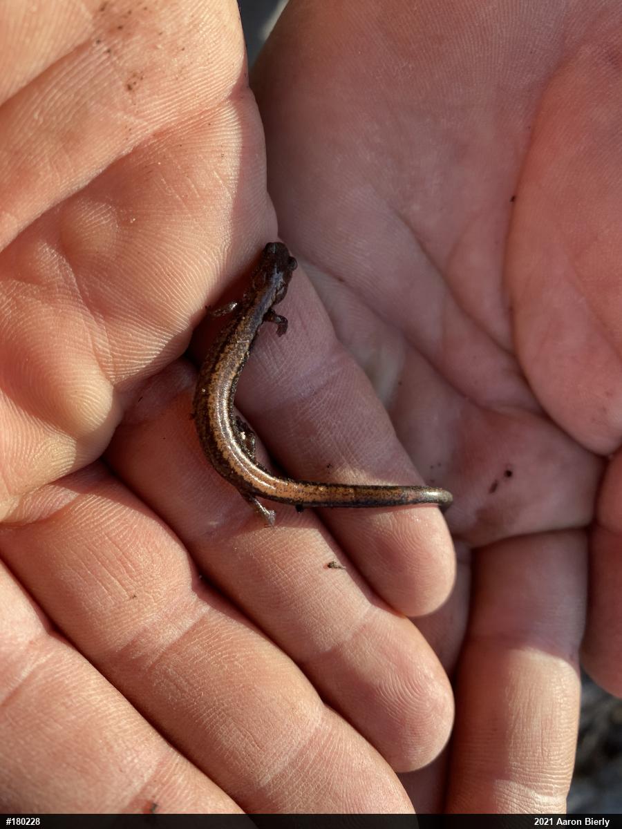 Eastern Red-backed  Salamander