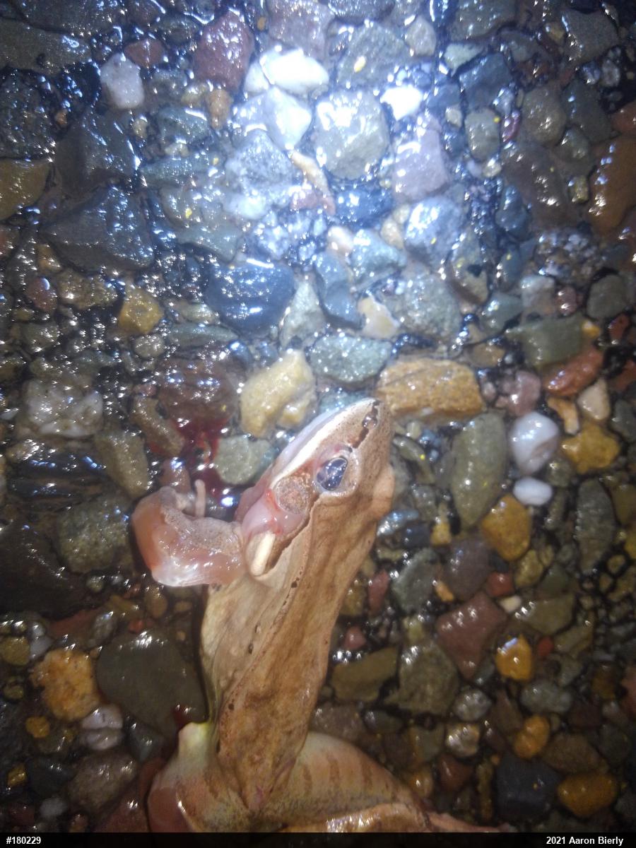 Wood Frog