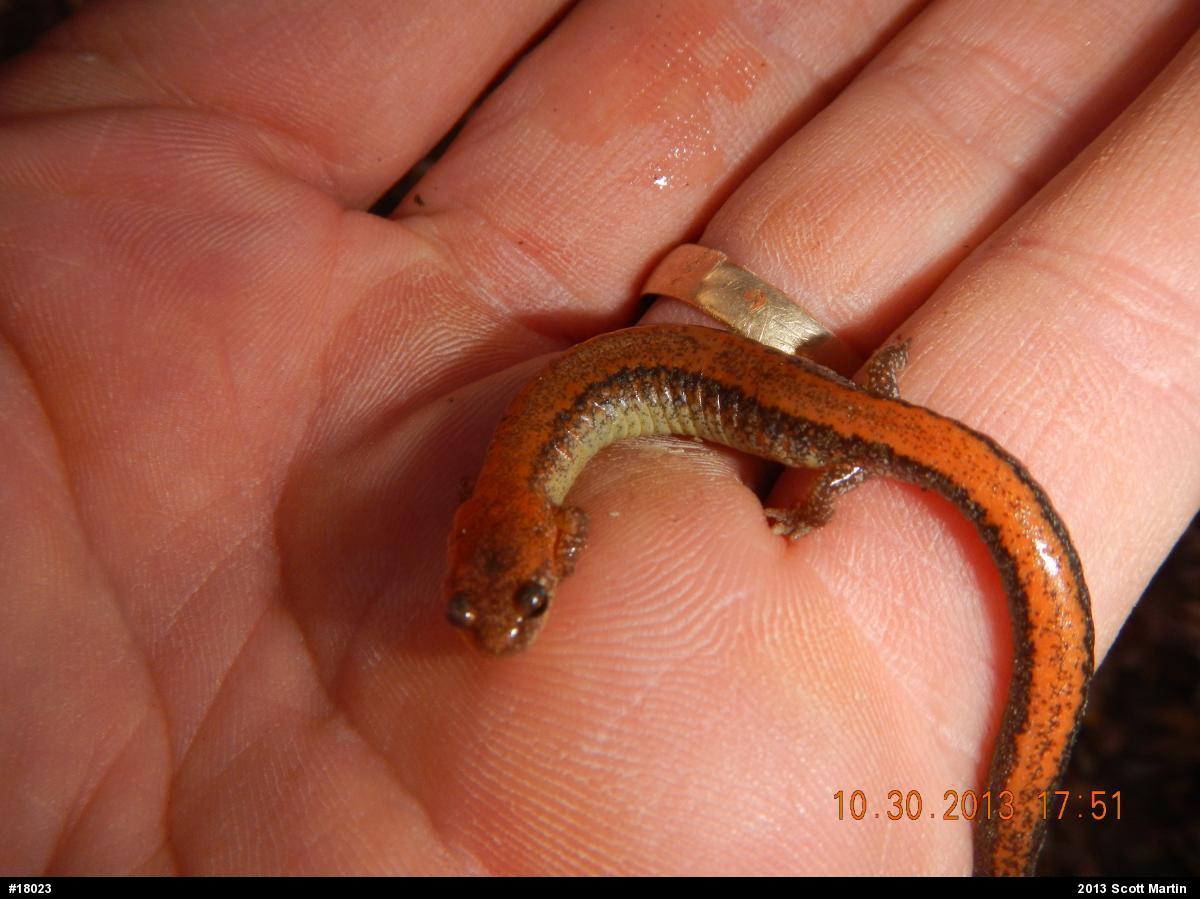 Eastern Red-backed  Salamander