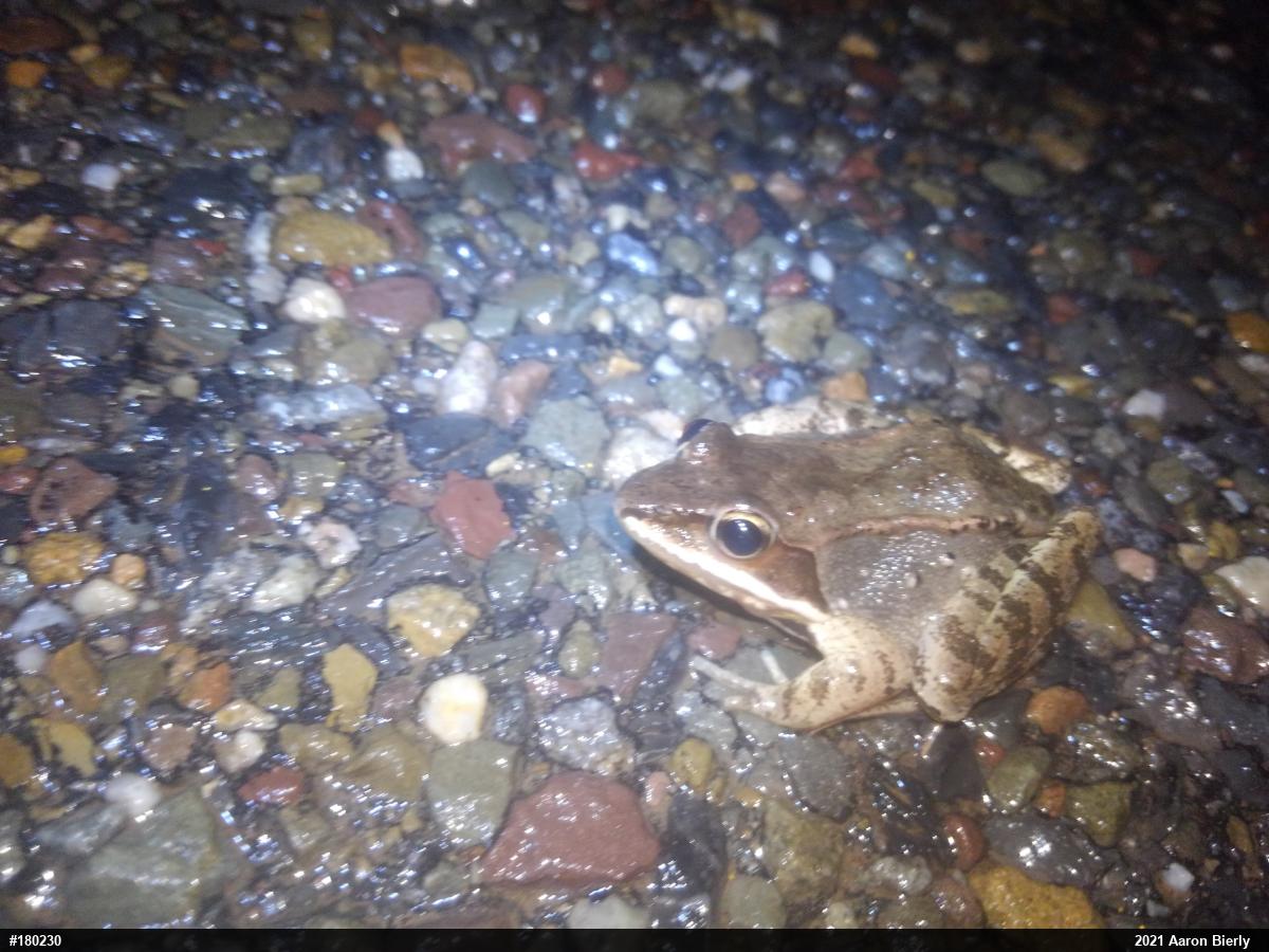Wood Frog