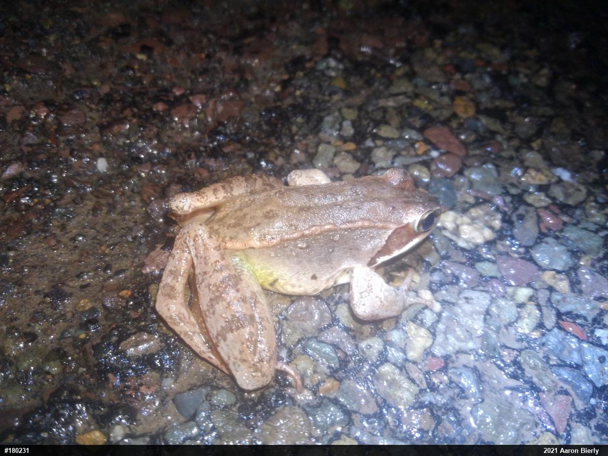 Wood Frog