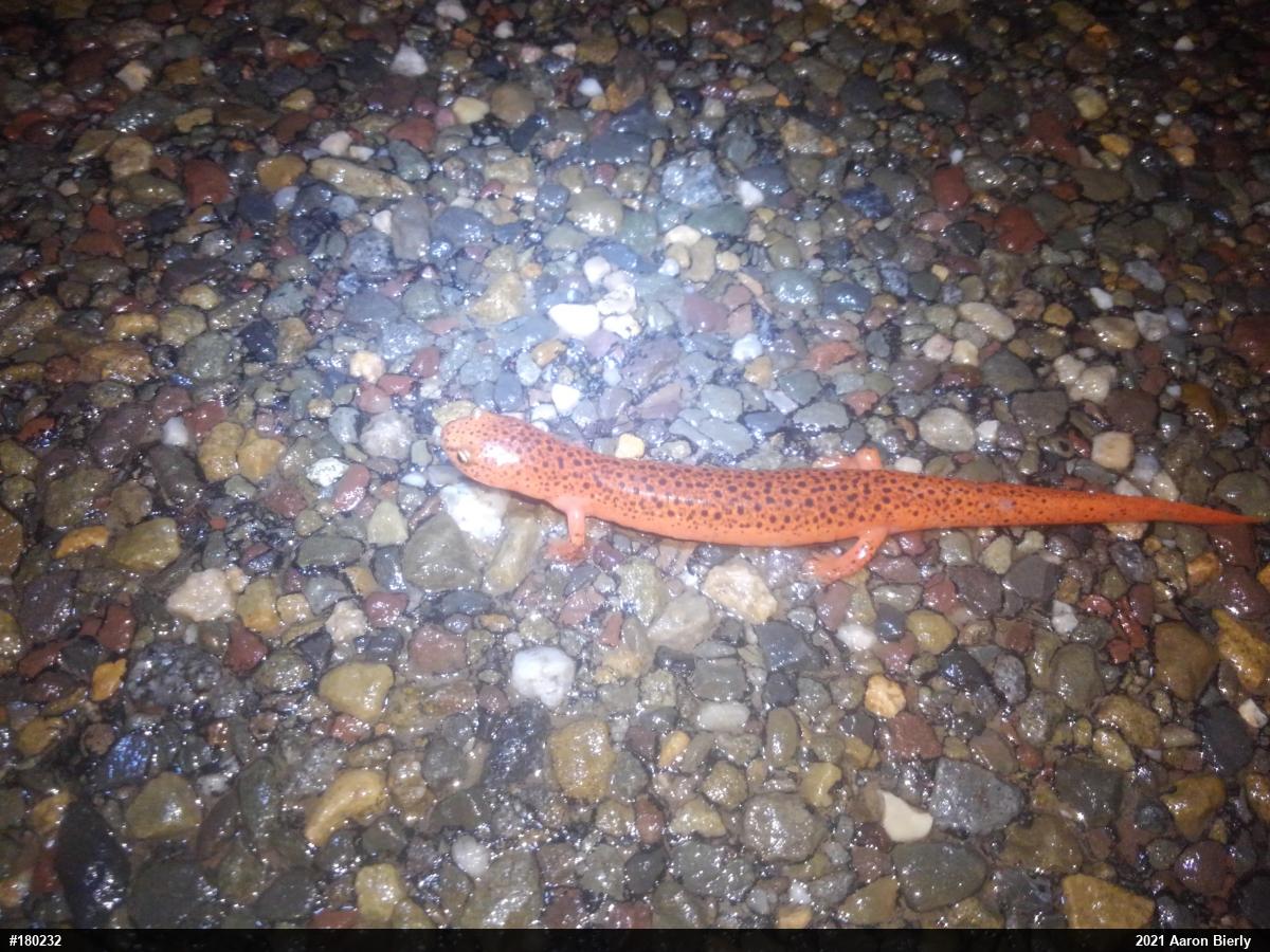Northern Red Salamander