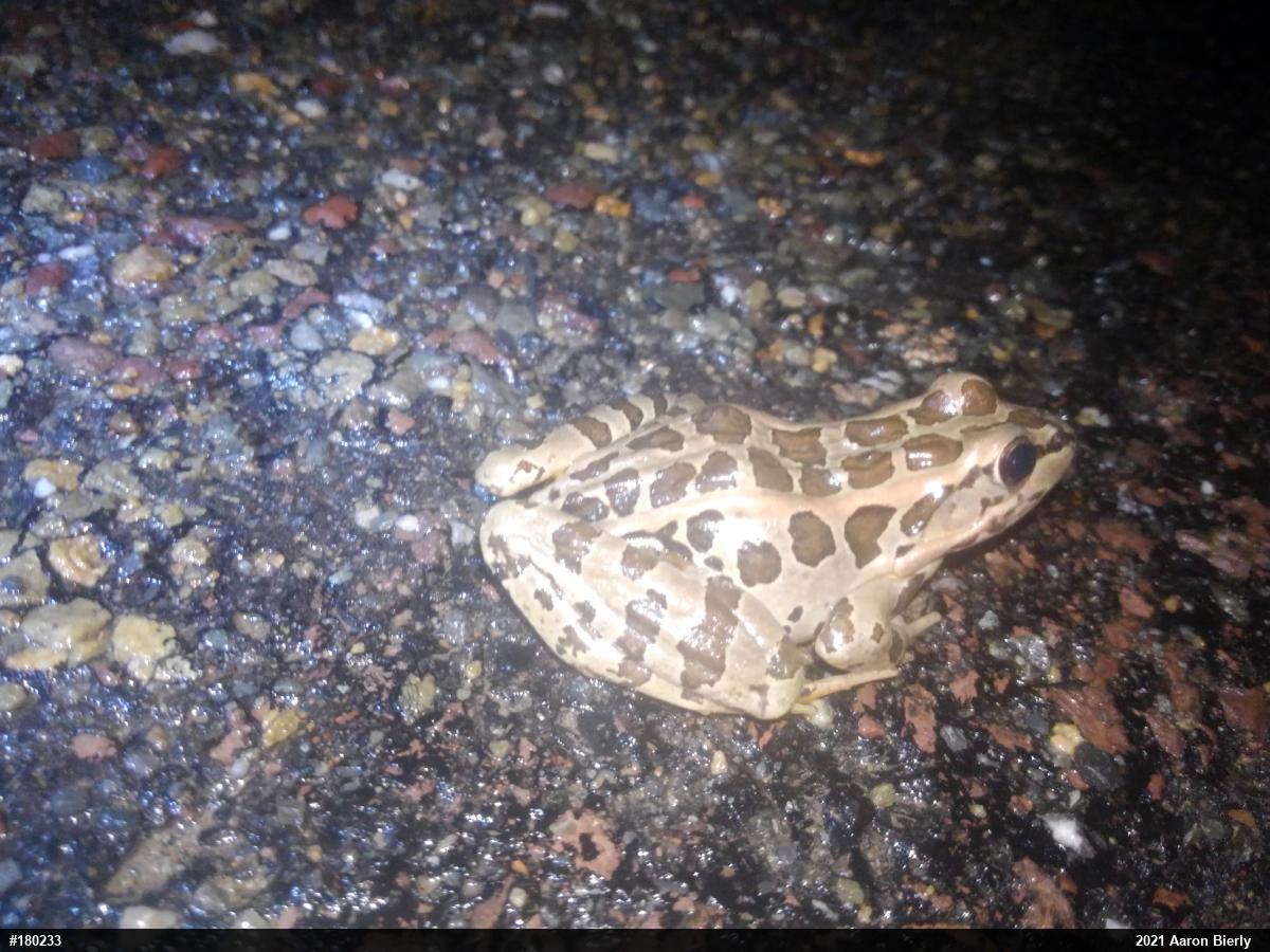 Pickerel Frog