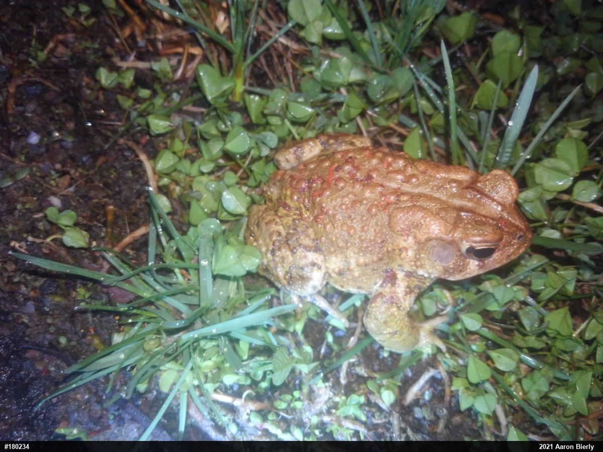 Eastern American Toad