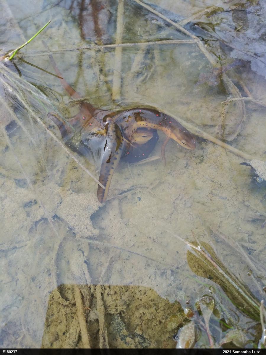 Red-spotted Newt