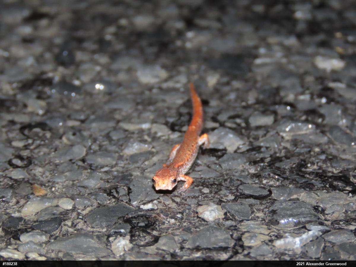 Four-toed Salamander