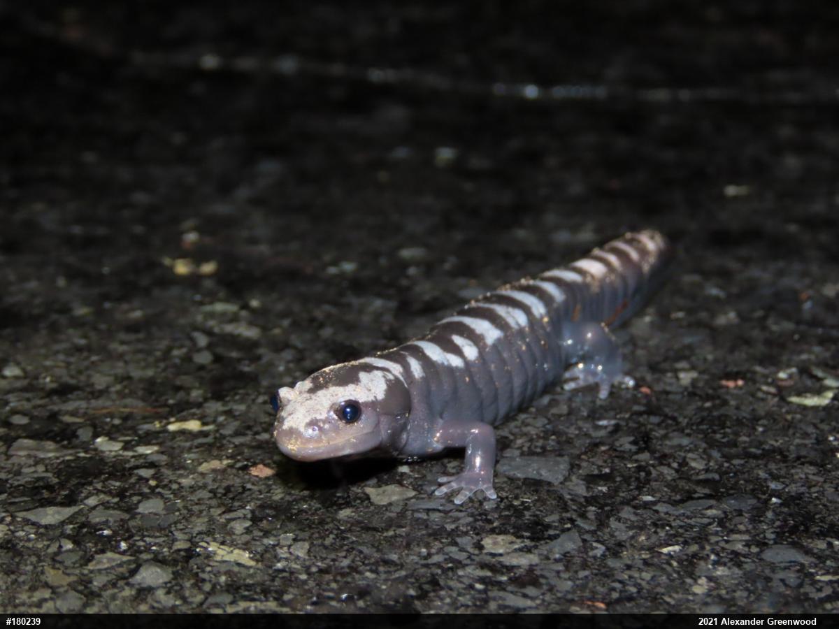 Marbled Salamander