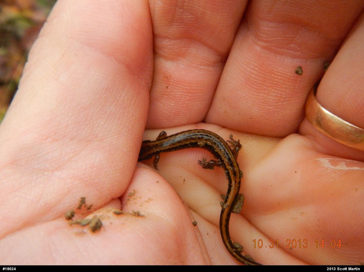 Northern Two-lined Salamander