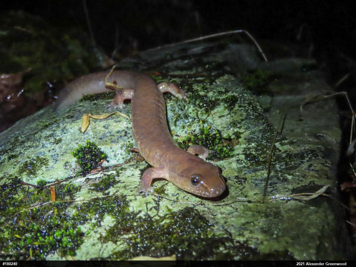 Northern Spring Salamander