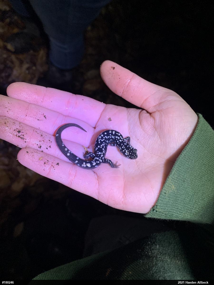 Northern Slimy Salamander