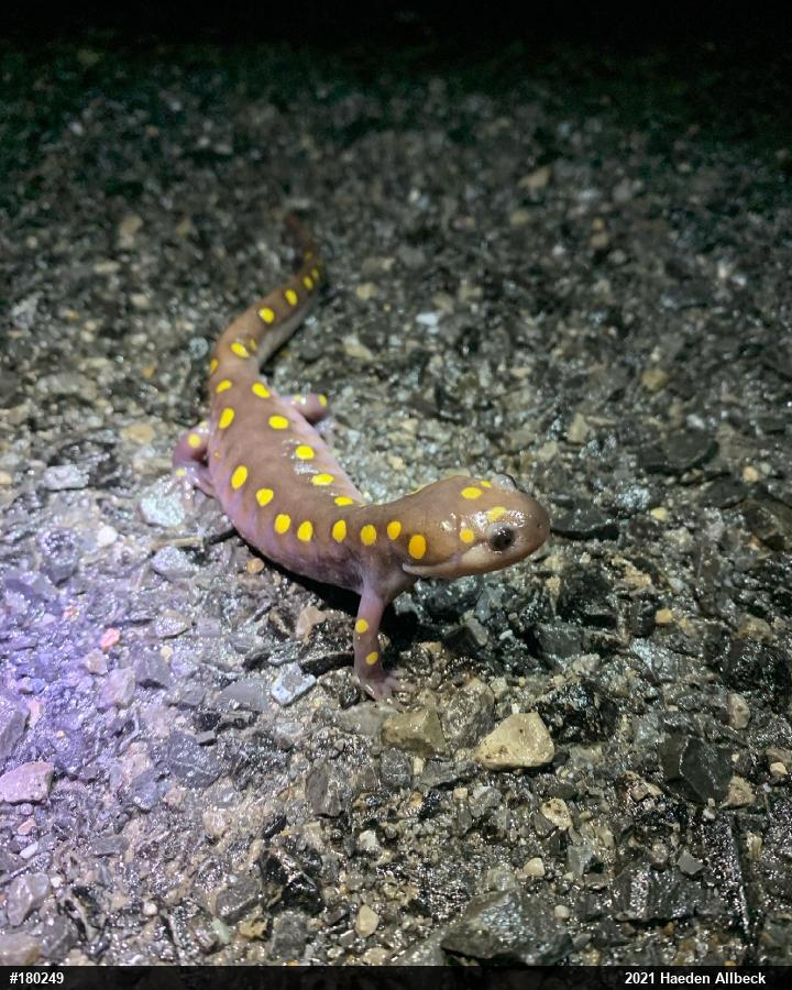 Spotted Salamander