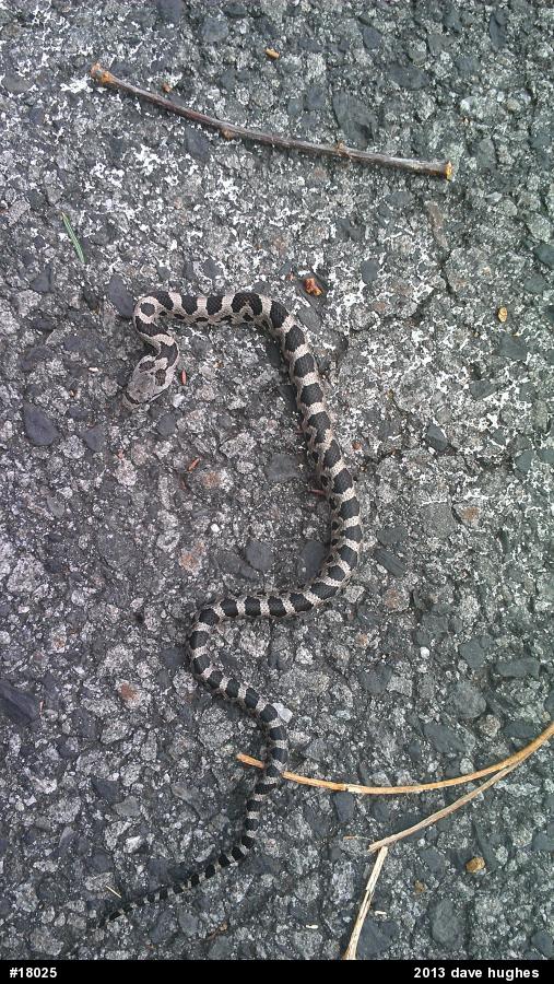 Eastern Ratsnake