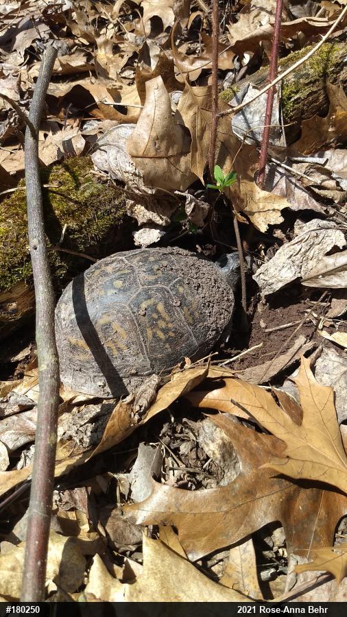 Eastern Box Turtle