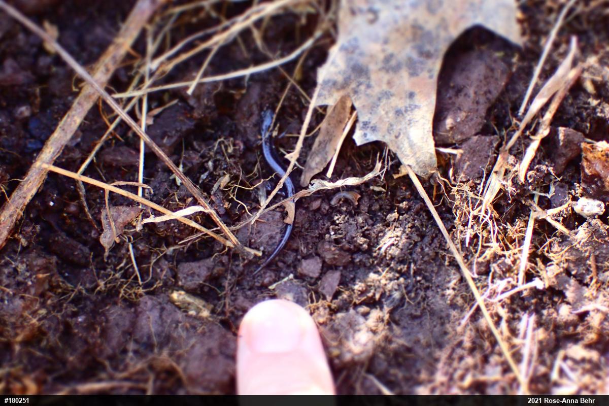 Eastern Red-backed  Salamander