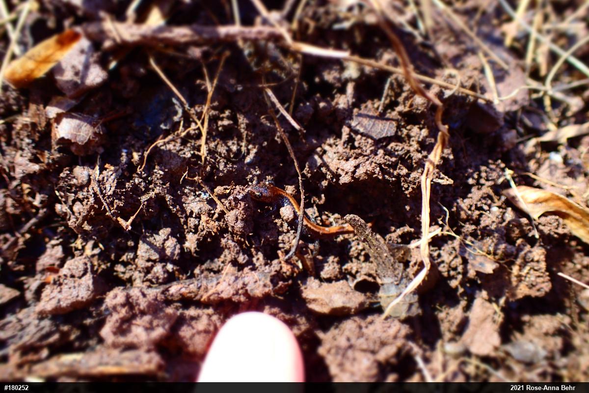 Eastern Red-backed  Salamander