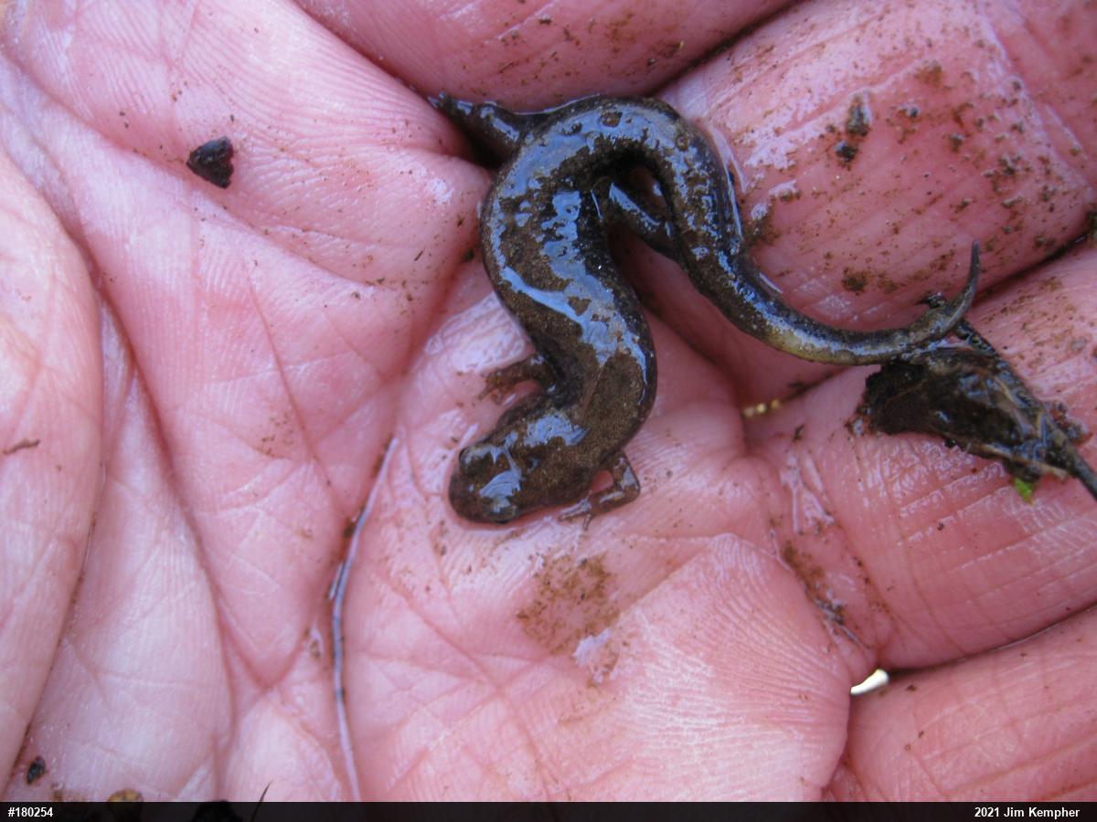 Allegheny Mountain Dusky Salamander