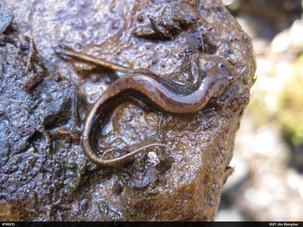 Allegheny Mountain Dusky Salamander